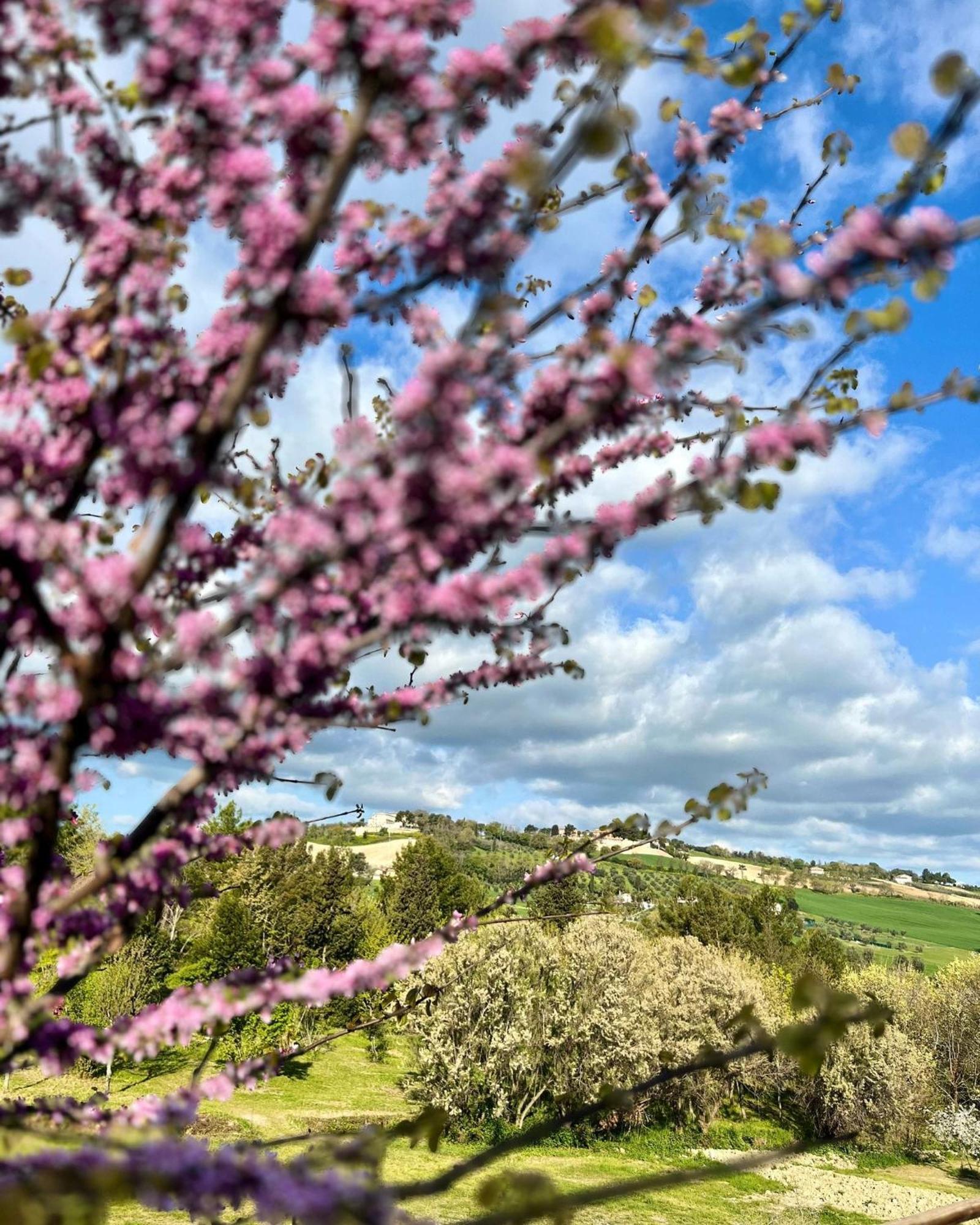 Agriturismo La Contea Senigallia Villa San Gaudenzio Bagian luar foto